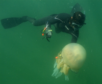 Jellyfish tagging